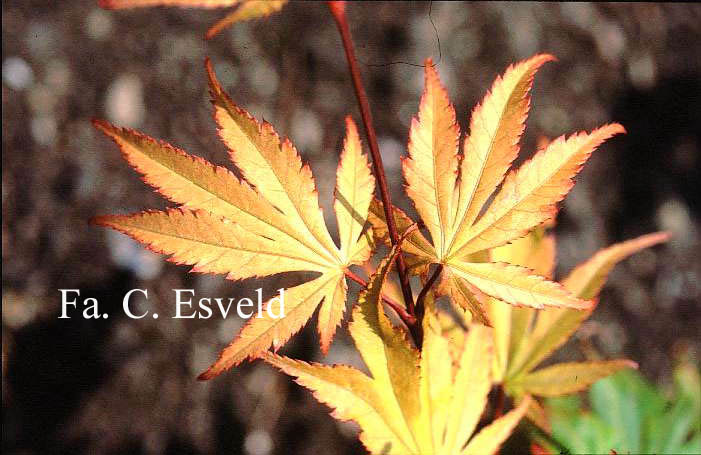 Acer palmatum 'Westonbirt Red'