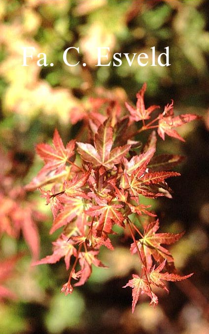 Acer palmatum 'Ruben'