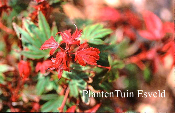 Acer palmatum 'Kandy Kitchen'