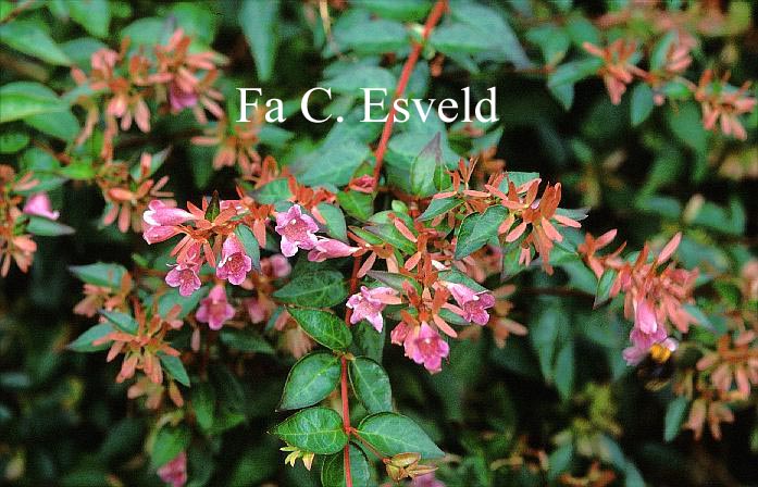 Abelia 'Edward Goucher'