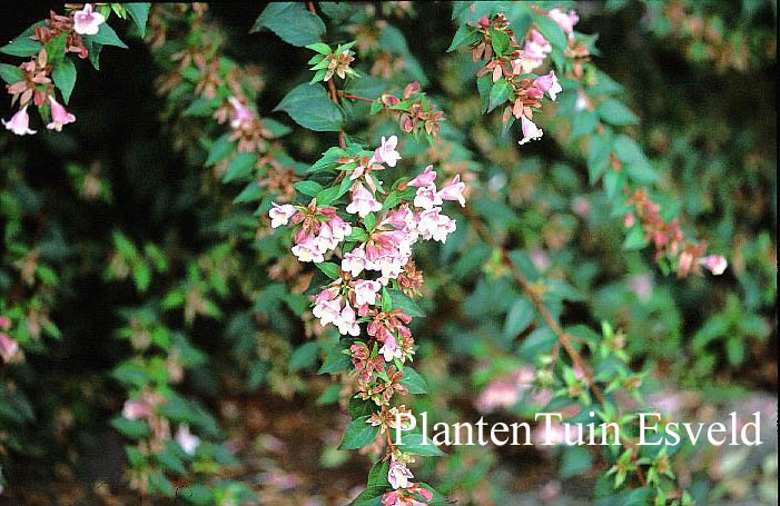 Abelia engleriana