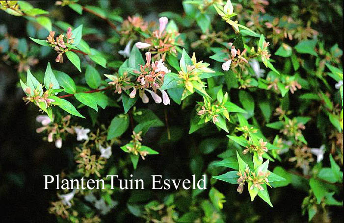 Abelia grandiflora 'Francis Mason'