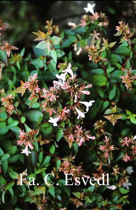 Abelia grandiflora 'Sherwood'