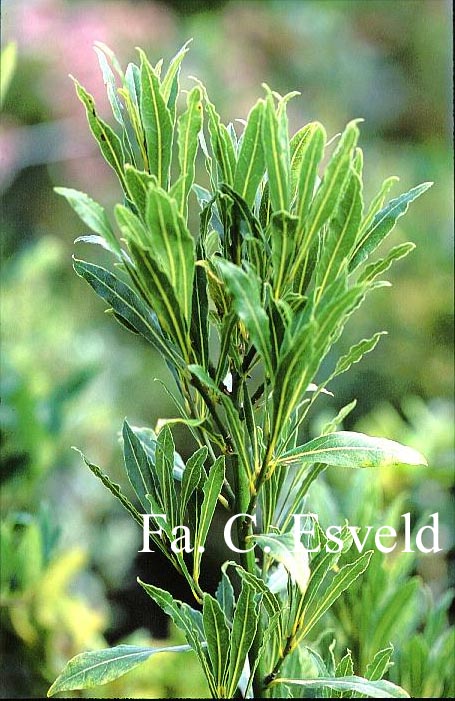 Laurus nobilis 'Angustifolia'