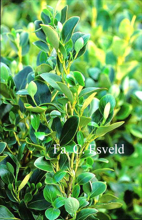 Griselinia littoralis