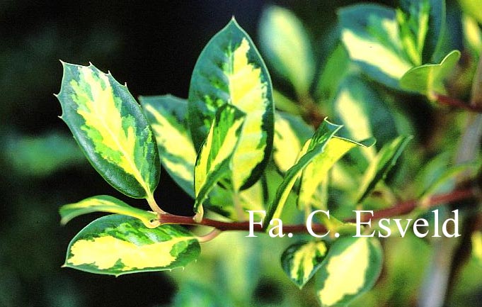 Ilex aquifolium 'Maderensis Variegata'