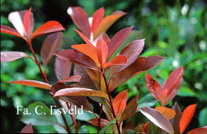 Photinia fraseri 'Red Robin'