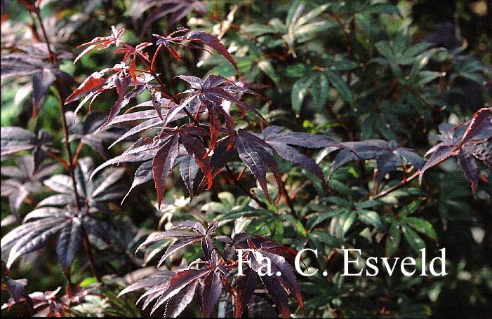 Acer palmatum 'Novum'