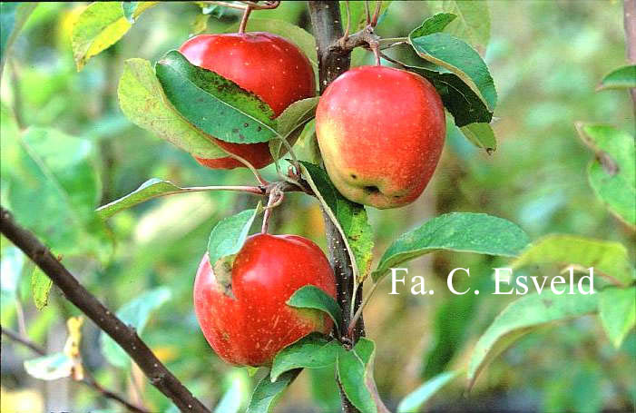 Malus domestica 'Gloster'
