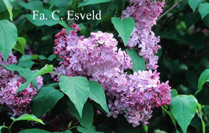 Syringa hyacinthiflora 'Esther Staley'