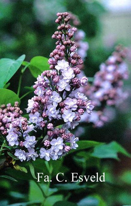 Syringa vulgaris 'Michel Buchner'