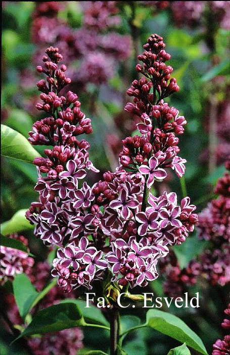 Syringa vulgaris 'Sensation'