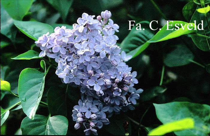Syringa vulgaris 'Firmament'