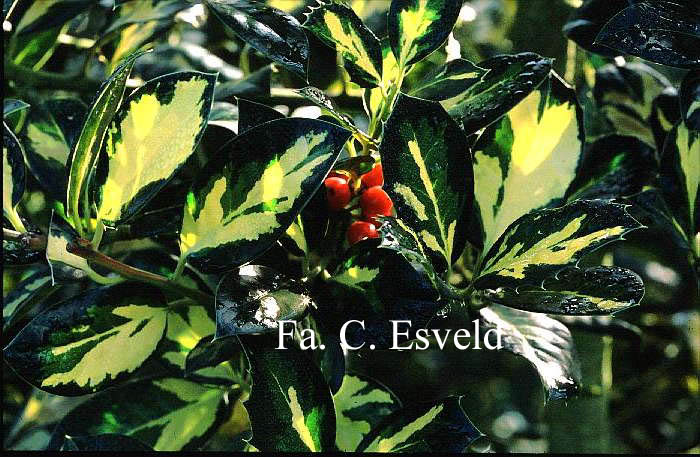 Ilex aquifolium 'Maderensis Variegata'