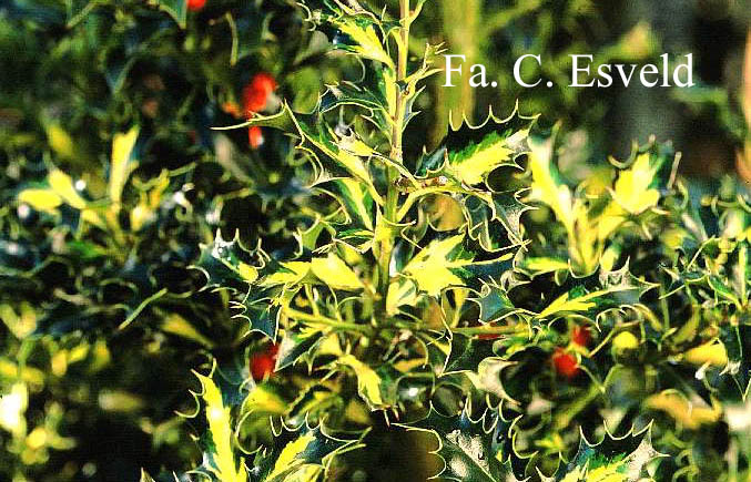 Ilex aquifolium 'Golden Milkmaid'