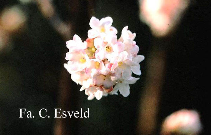 Viburnum bodnantense 'Deben'