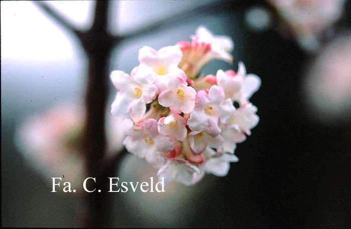 Viburnum bodnantense 'Deben'