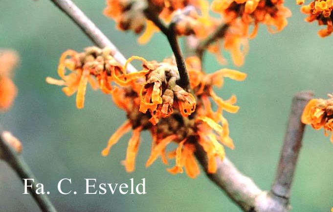 Hamamelis intermedia 'Orange Peel'