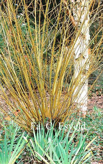 Salix alba 'Chermesina'