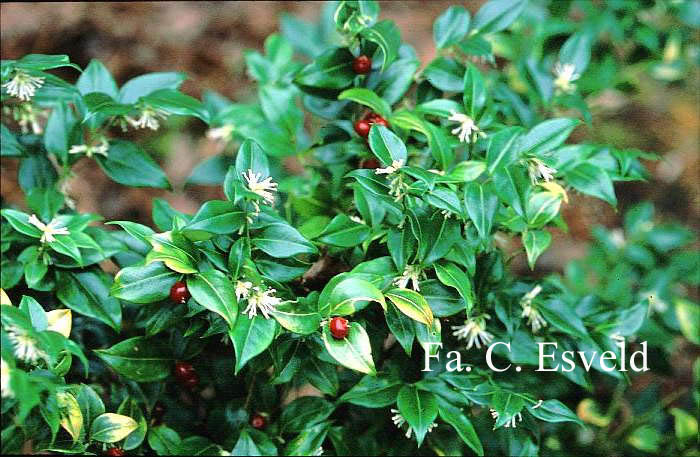 Sarcococca ruscifolia