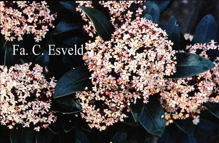 Skimmia japonica 'Rubella'