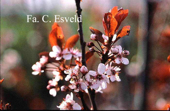 Prunus cistena