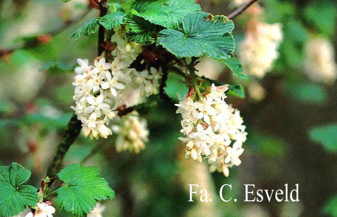 Ribes sanguineum 'White Icicle'