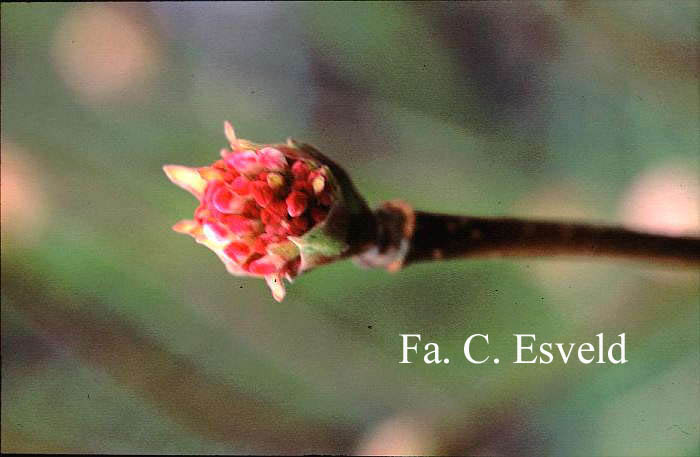 Viburnum grandiflorum