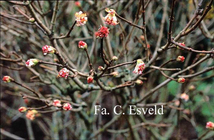 Viburnum grandiflorum