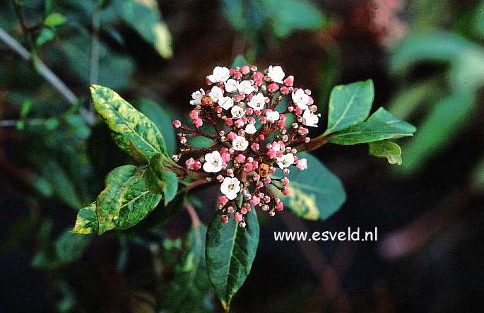 Viburnum tinus 'Bewley's Variety'