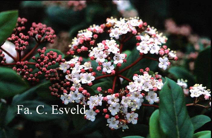 Viburnum tinus 'Gwenlian'