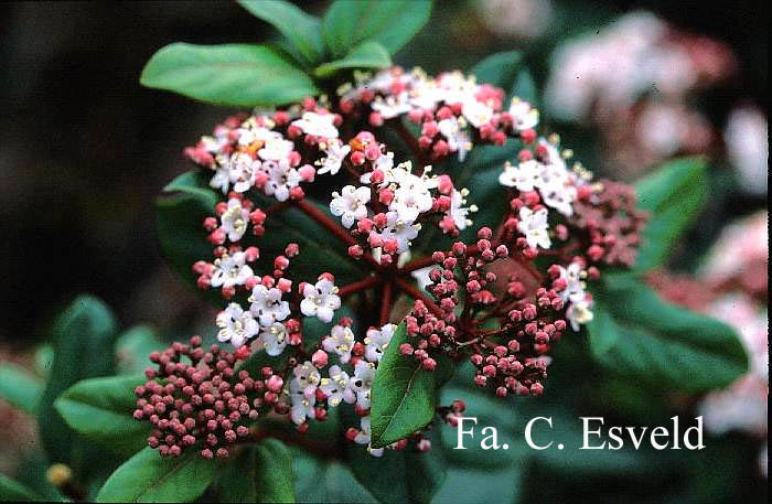 Viburnum tinus 'Gwenlian'