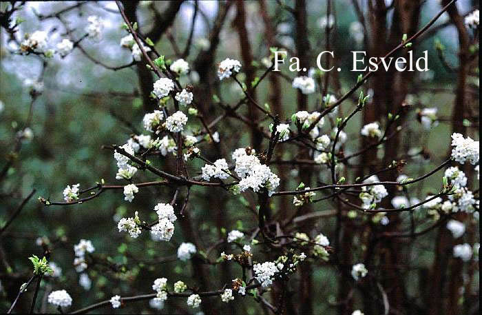 Viburnum farreri 'Candidissimum'