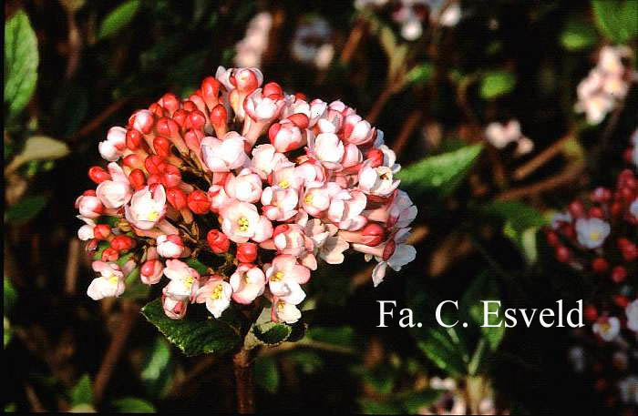 Viburnum burkwoodii 'Mohawk'