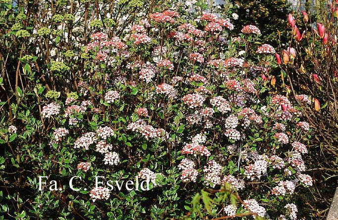 Viburnum burkwoodii 'Mohawk'