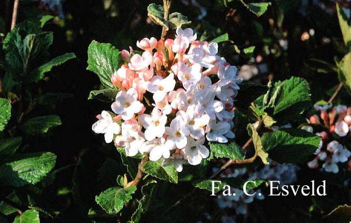 Viburnum carlesii 'Marlou'