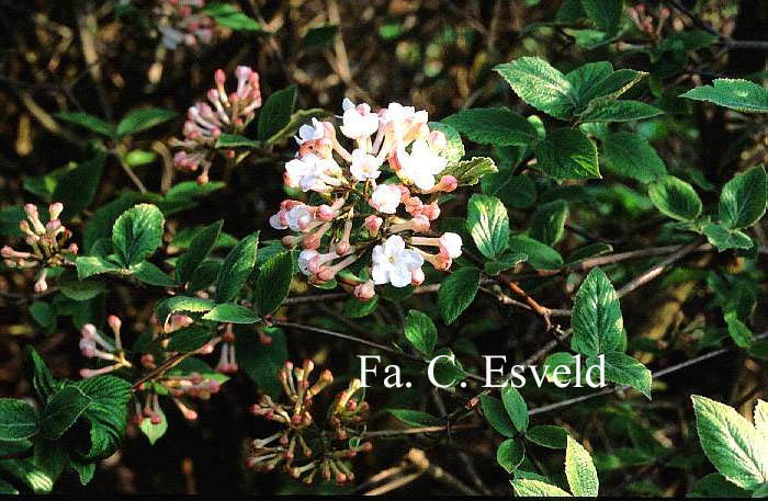 Viburnum carlesii 'Juddii'