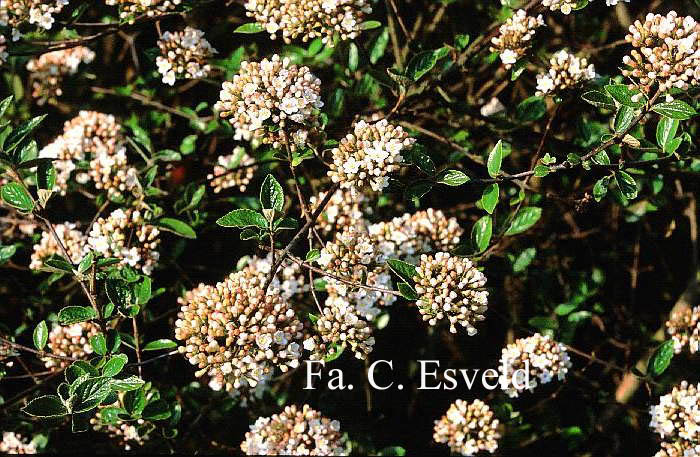 Viburnum burkwoodii 'Anika'