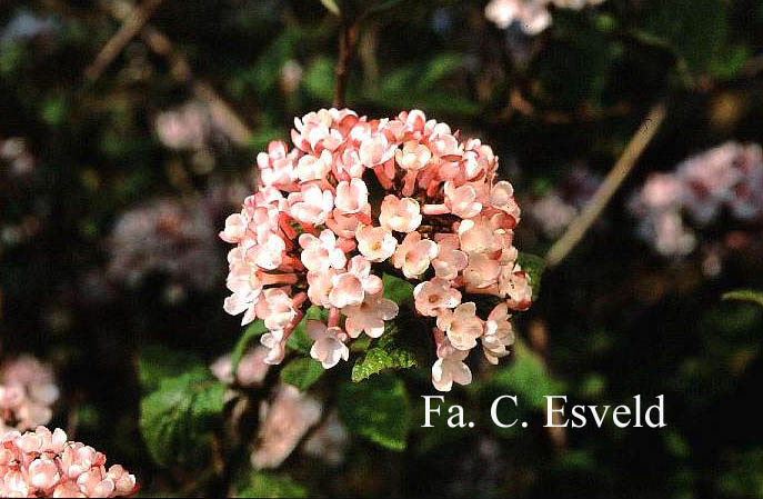 Viburnum carlesii 'Charis'