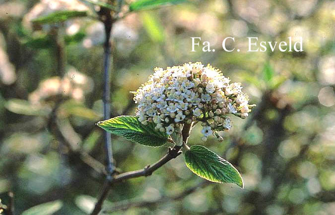 Viburnum buddleifolium