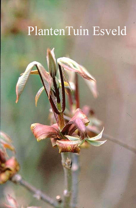 Aesculus parviflora