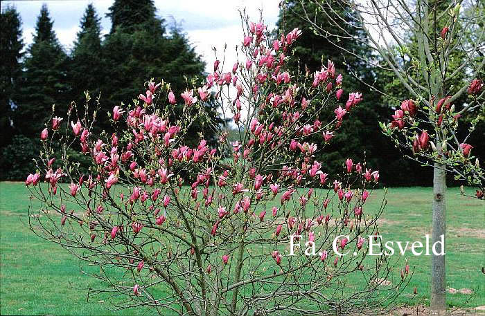 Magnolia liliiflora 'Nigra'