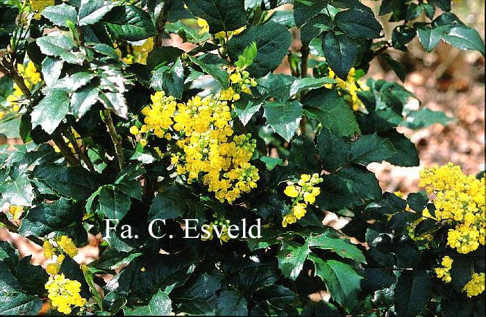 Mahonia aquifolium