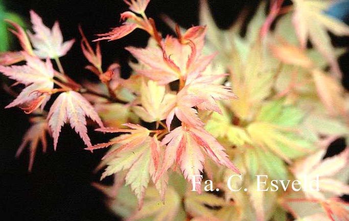 Acer palmatum 'Marakumo' (Hort. non Japan)