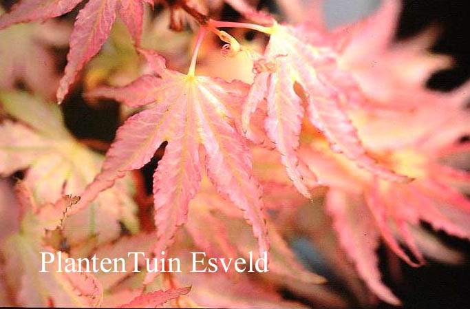 Acer palmatum 'Peve Multicolor'