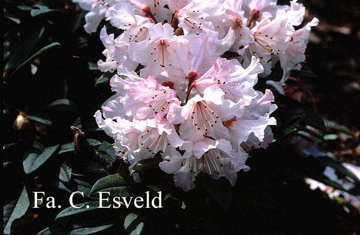 Rhododendron adenogynum