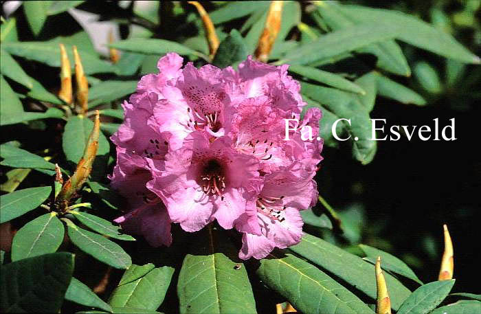 Rhododendron niveum