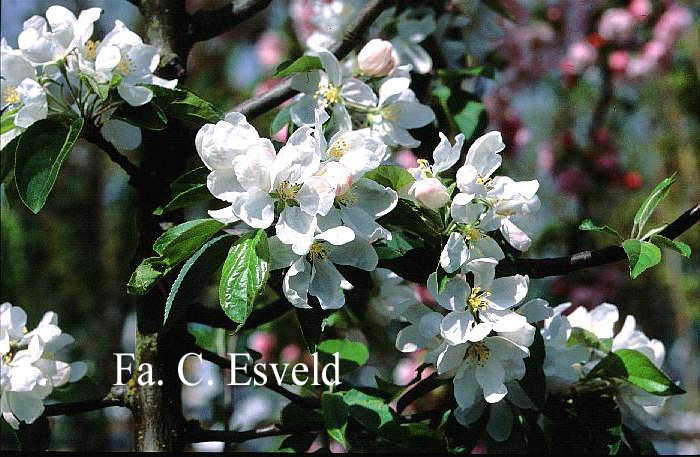 Malus baccata 'Street Parade'