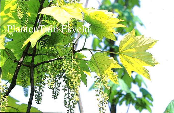 Acer pseudoplatanus 'Corstorphinense'