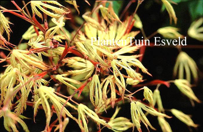 Acer palmatum 'Sister Ghost'